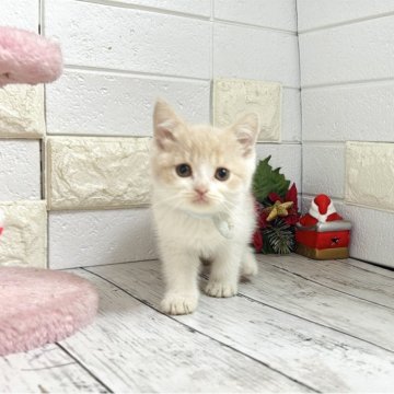 ブリティッシュショートヘア【埼玉県・男の子・2025年10月19日・クリームタビーアンドホワイト】の写真「お目目ぱっちり可愛い男の子くん♡両親遺伝子◎」