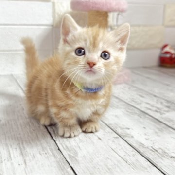 マンチカン【埼玉県・男の子・2025年11月15日・クリームタビー】の写真「まだまだ幼いですがまん丸お顔が可愛い短足くん」