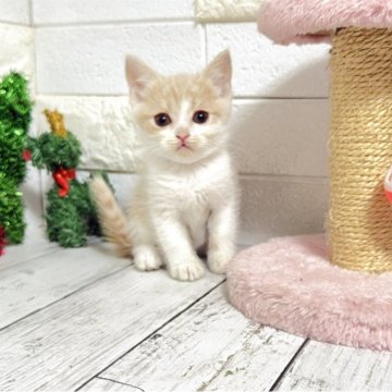 ブリティッシュショートヘア【埼玉県・女の子・2025年10月19日・クリームタビーアンドホワイト】の写真「お目目ぱっちり可愛い女の子ちゃん♡両親遺伝子◎」