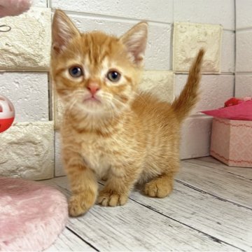 マンチカン(短足)【埼玉県・男の子・2025年9月19日・レッドタビー】の写真「まだまだヨチヨチですがとても可愛い短足くん💕」