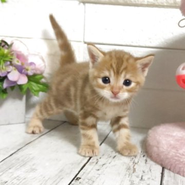 マンチカン(長足)【埼玉県・女の子・2025年5月7日・カフェオレっぽいクリーム】の写真「幼いお顔がめっちゃくちゃかわいい長足ちゃん♡」