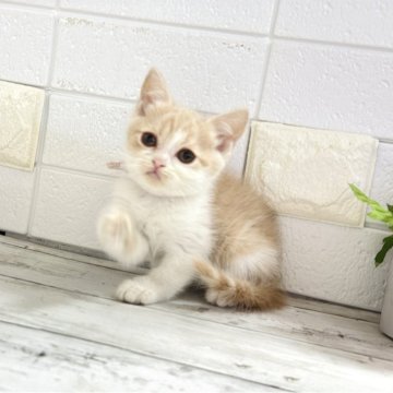 ブリティッシュショートヘア【埼玉県・女の子・2025年10月19日・クリームタビーアンドホワイト】の写真「お目目ぱっちり可愛い女の子ちゃん♡両親遺伝子◎」