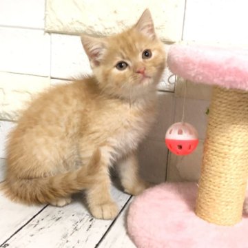 マンチカン(長足)【埼玉県・男の子・2025年2月11日・クリームタビー】の写真「幼な顔がめっちゃ可愛い長足くん🩷」