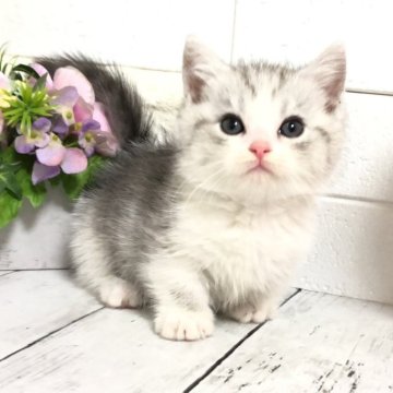 マンチカン(短足)【埼玉県・男の子・2025年4月17日・シェーデットシルバーアンドホワイト（セミロング）】の写真「めっちゃくちゃかわいい短足くん❤︎」