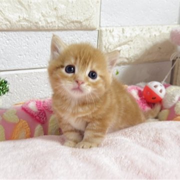 マンチカン(短足)【埼玉県・男の子・2025年11月15日・レッドタビー】の写真「まだまだ幼いですがまん丸お顔が可愛い短足くん」