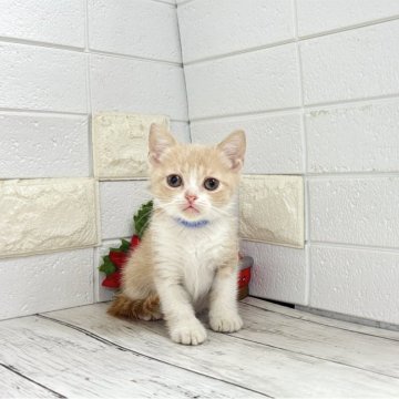 ブリティッシュショートヘア【埼玉県・男の子・2025年10月19日・クリームタビーアンドホワイト】の写真「お目目ぱっちり可愛い男の子くん♡両親遺伝子◎」