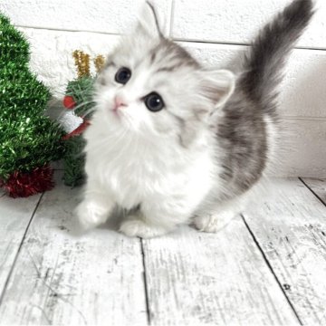 ミヌエット(短足)【埼玉県・男の子・2025年10月6日・ジェーデットシルバー&ホワイト（長毛）】の写真「ふわふわモコモコめっちゃ可愛い短足くん🩷」