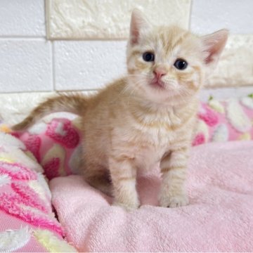 マンチカン(長足)【埼玉県・女の子・2025年9月19日・クリームタビー】の写真「まだまだヨチヨチですがとても可愛い長足ちゃん」