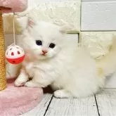 ミヌエット(短足)