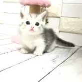 マンチカン(短足)