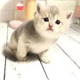 ブリティッシュショートヘア