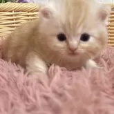 ミヌエット(長足)