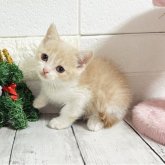 ブリティッシュショートヘア