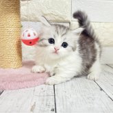 ミヌエット(短足)