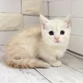 マンチカン(短足)