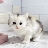 ミヌエット(長足)