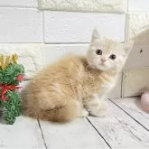 マンチカン(長足)