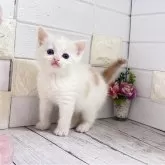 マンチカン(長足)