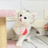 ミヌエット(長足)