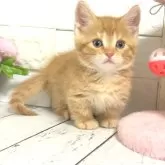 マンチカン(短足)