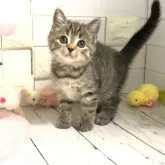 マンチカン(長足)