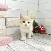 ブリティッシュショートヘア