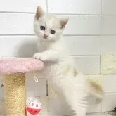 マンチカン(長足)【埼玉県・男の子・2025年10月10日・クリームタビーアンドホワイト】の写真1