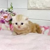 ミヌエット(長足)