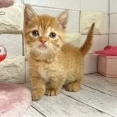 マンチカン(短足)