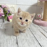 マンチカン(短足)