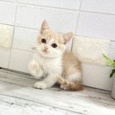 ブリティッシュショートヘア