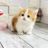 マンチカン(短足)