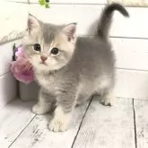 ブリティッシュショートヘア