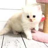 マンチカン