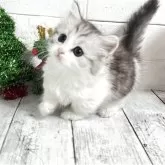 ミヌエット(短足)