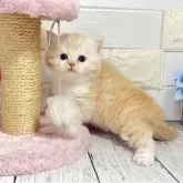 ミヌエット(長足)