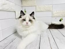 ラグドール【埼玉県・男の子・2025年5月6日・ブルーポイントバイカラー】の写真3