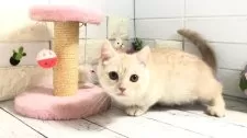 マンチカン(短足)【埼玉県・女の子・2025年2月11日・クリームタビー】の写真7