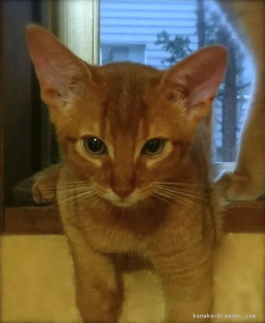 ソマリ【北海道・男の子・2017年4月28日・レッド】の写真1「生後３ヶ月を迎えました。」