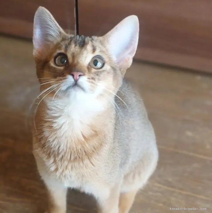 きわみちゃん 様のお迎えした子猫