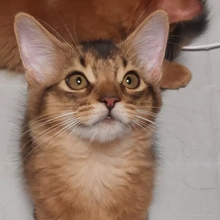 ID：2509-01009の子猫
