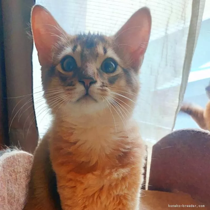 ID：2509-01007の子猫