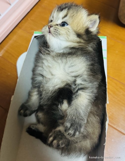 高本佐代美ブリーダーのブログ：順調に育ってます🎵