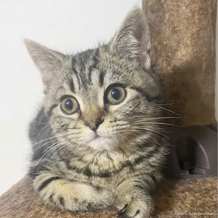 ID:2402-02099の子猫