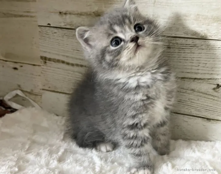 ID：2201-01266の子猫