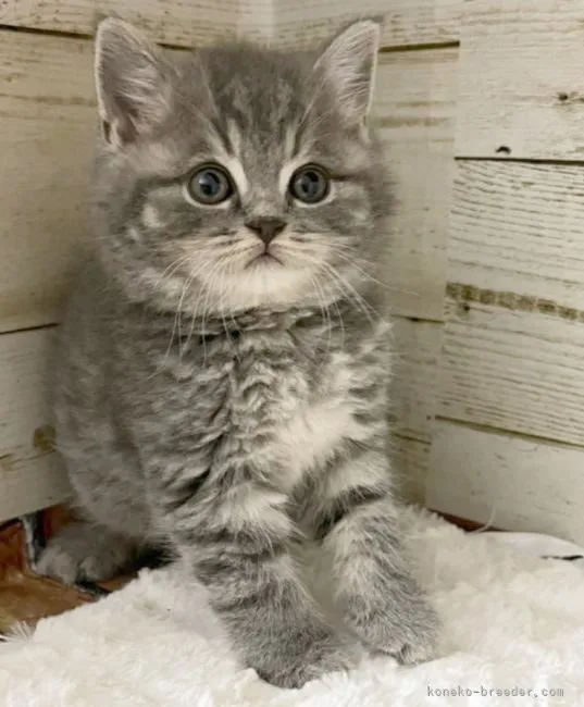 ID：2205-03305の子猫