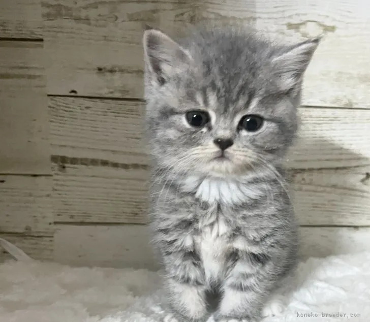 ID:2201-01264の子猫