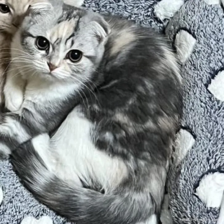 ID：2301-00716の子猫