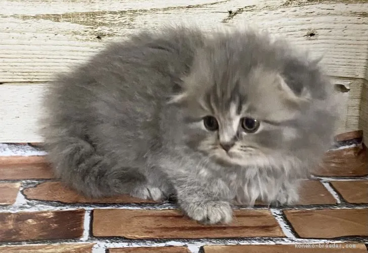 ID：2010-02129の子猫