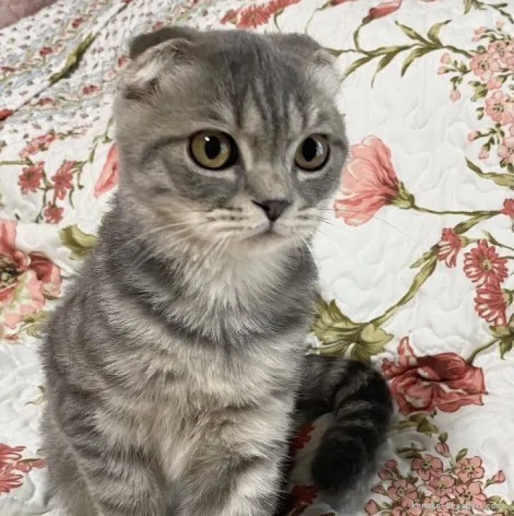 ID:2308-00881の子猫